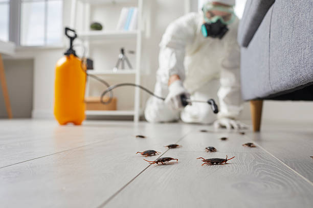 Affordable Cockroach Control solutions in Harlem, FL